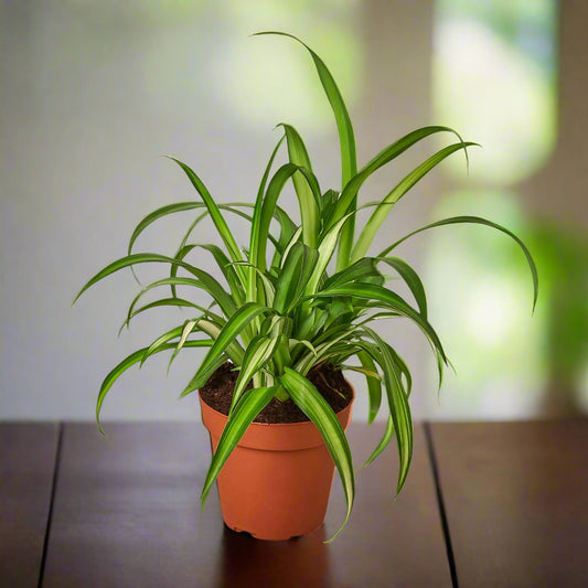 Spider Plant Hawaiian
