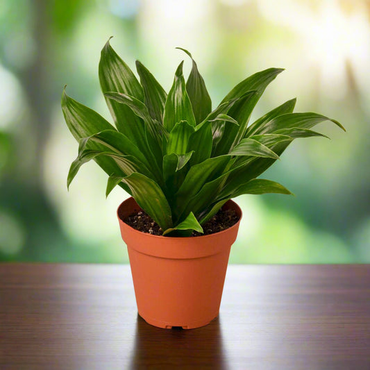 Dracaena 'Janet Craig'