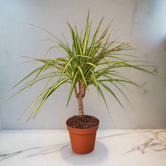 Dracaena Marginata 'Sunshine'