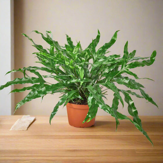 Fern 'Kangaroo Paw'