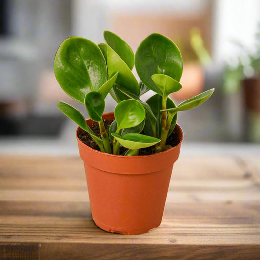 Peperomia Thailand