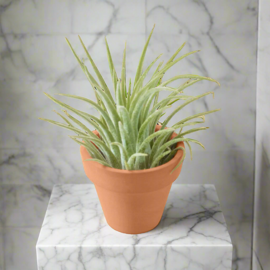 Ionantha Guatemala Tillandsia Air Plant with Terra Cotta