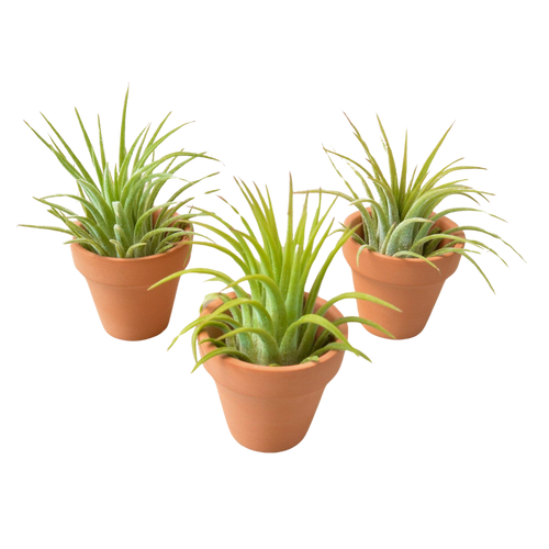 Air Plants