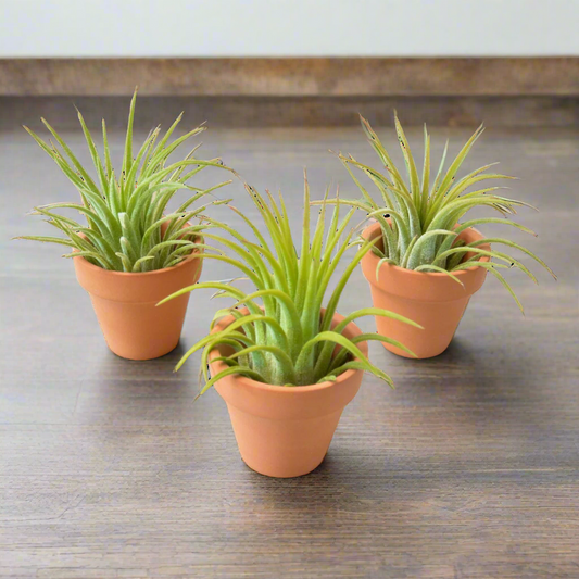 3 Ionantha Air Plants with Mini Terra Cotta Pots