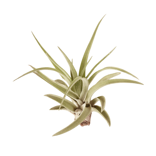 Air Plants