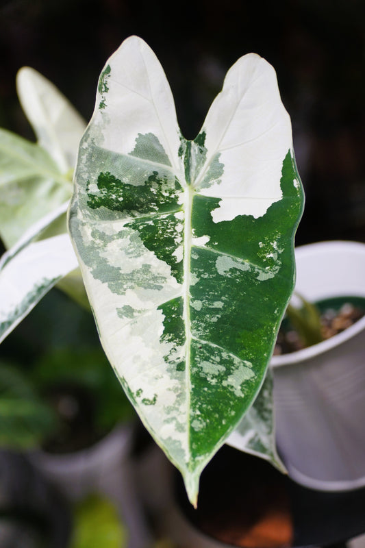 Alocasia Micholitziana 'Frydek' Variegated - 4" Pot