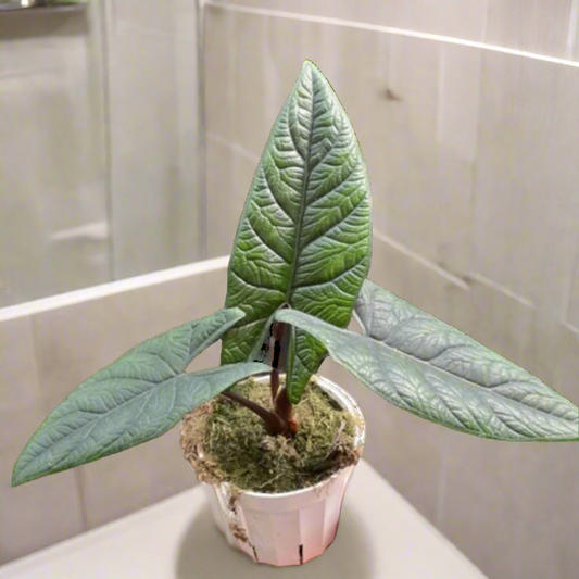 Alocasia 'Scalprum'