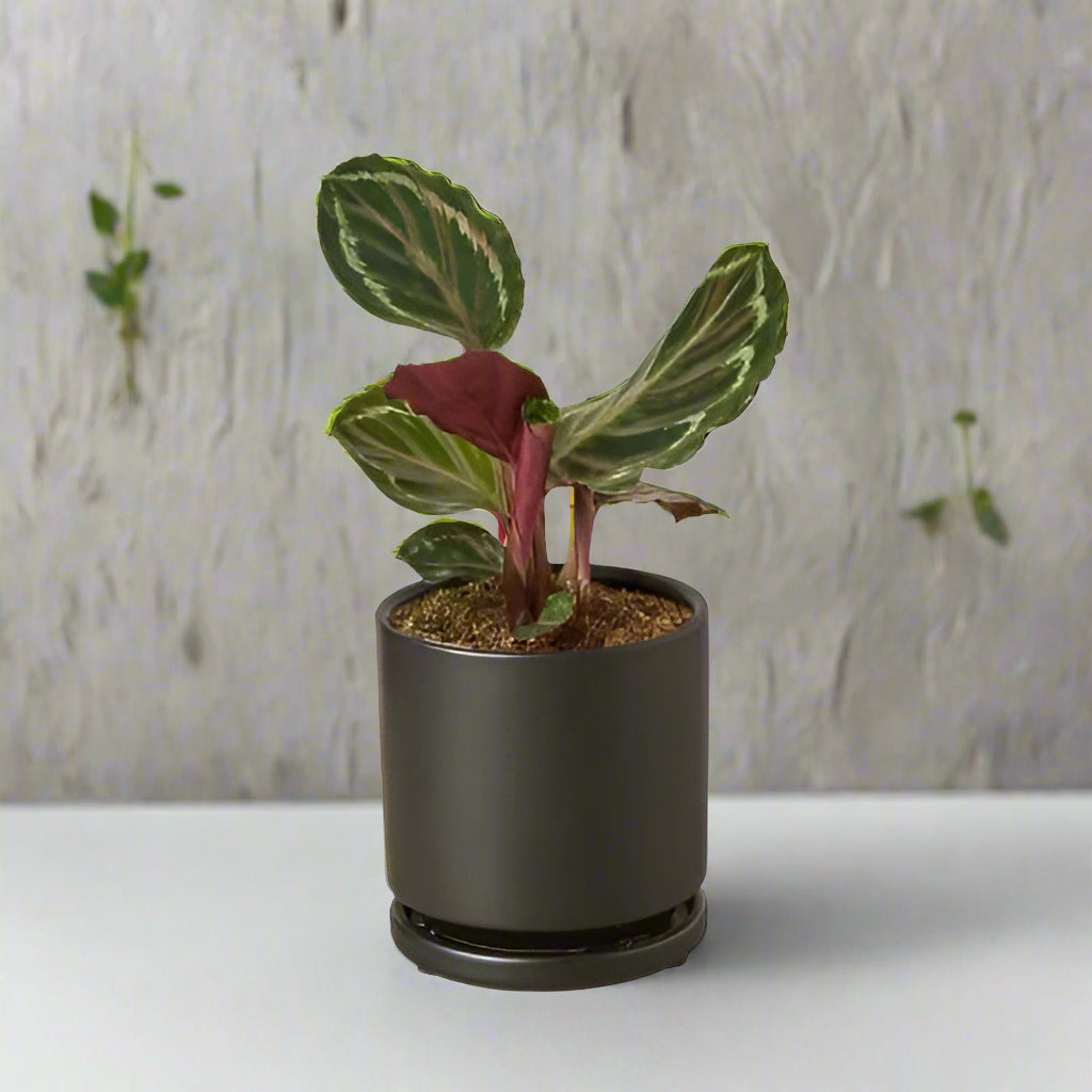 Calathea Medallion