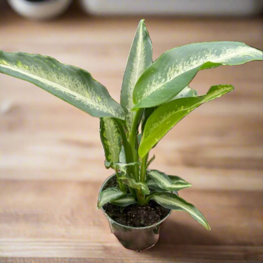 Dieffenbachia Panther