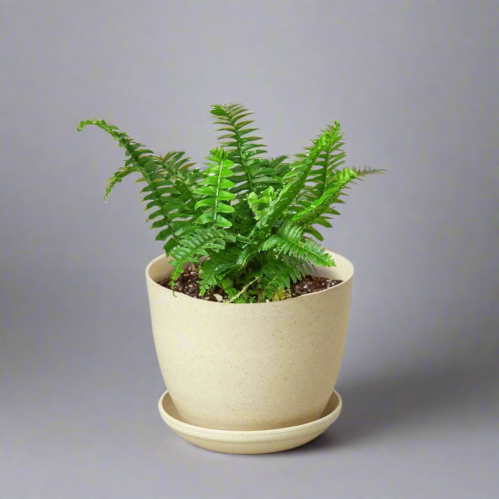Jester's Crown Fern