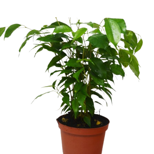 Ficus 'Benjamina' - 6" Pot