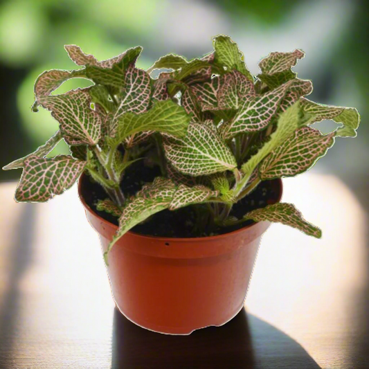 Fittonia 'Pink'