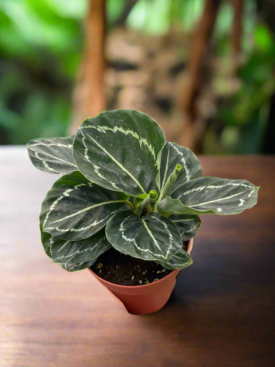 Calathea 'Green Goddess'