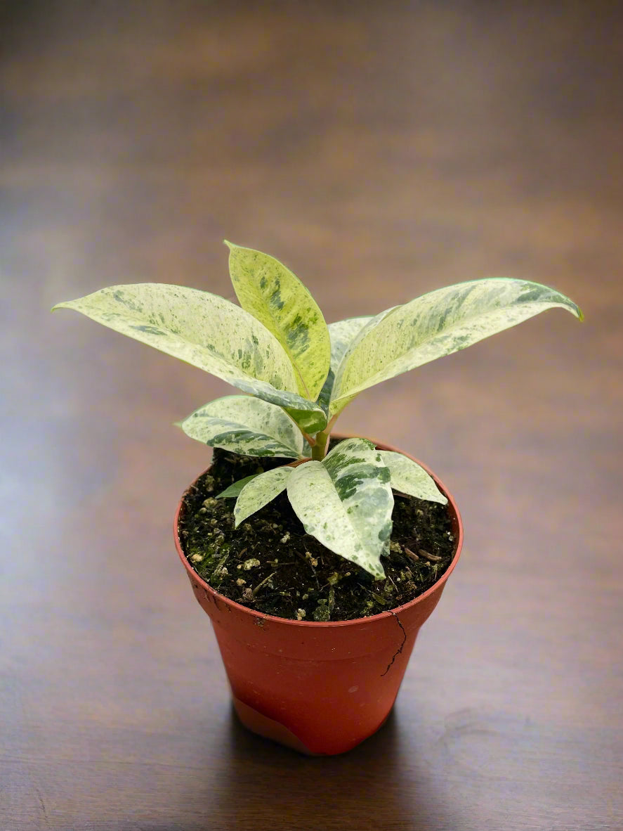 Ficus 'shivereana' (Moonshine)