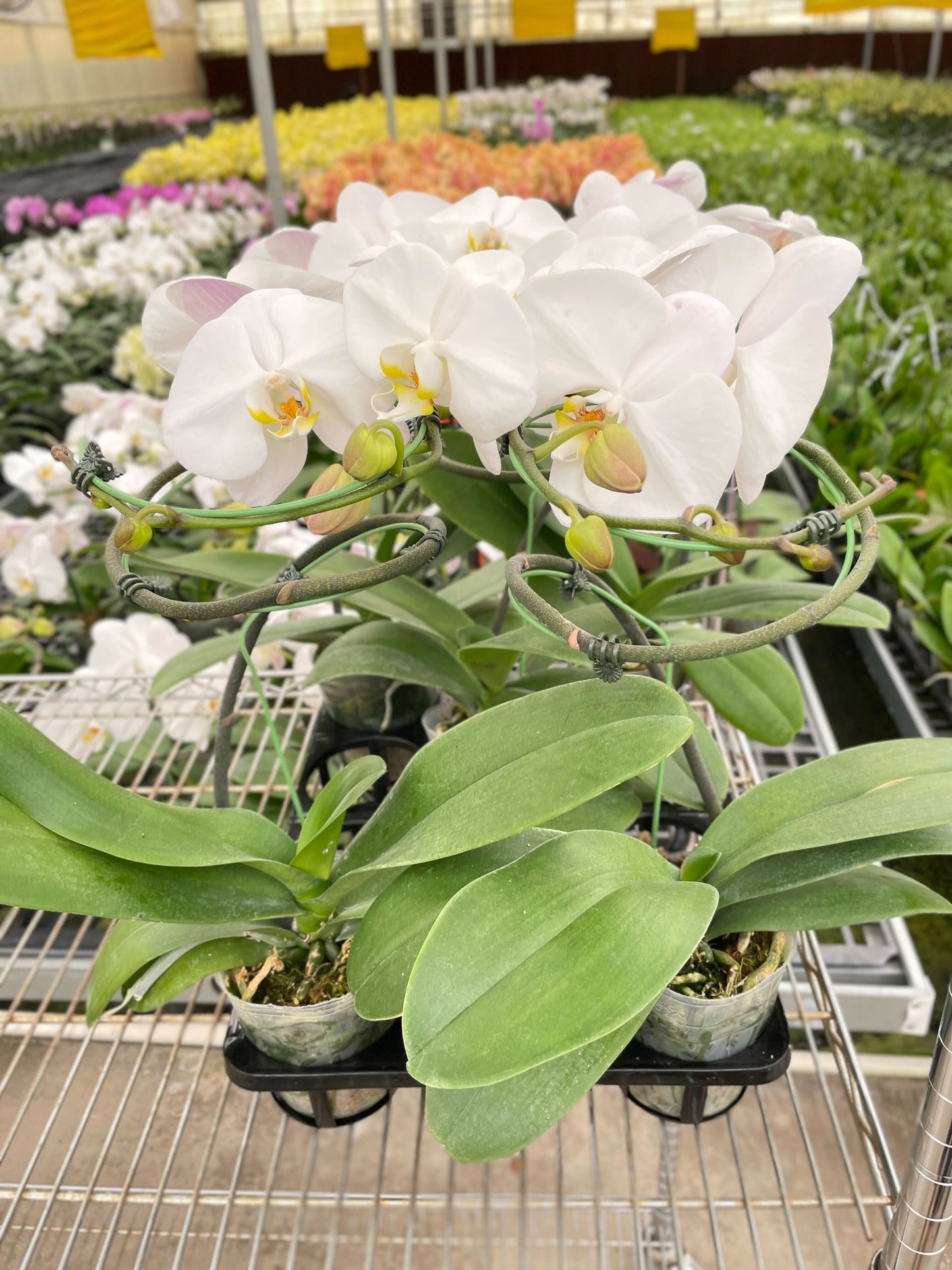 White Phalaenopsis Orchid - Classic Indoor Plant with Granny's Expert Care