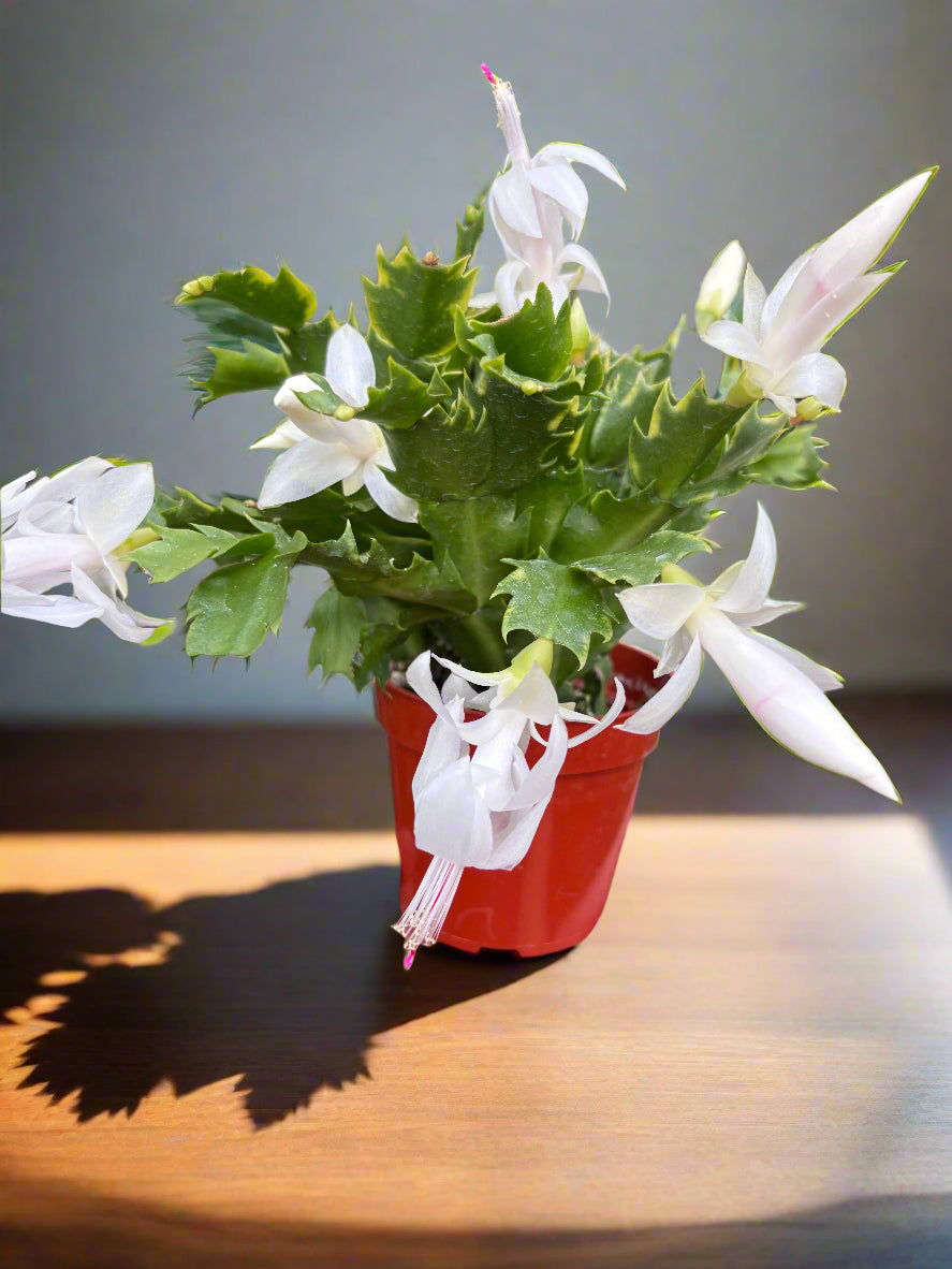 Zygocactus 'Christmas Cactus'