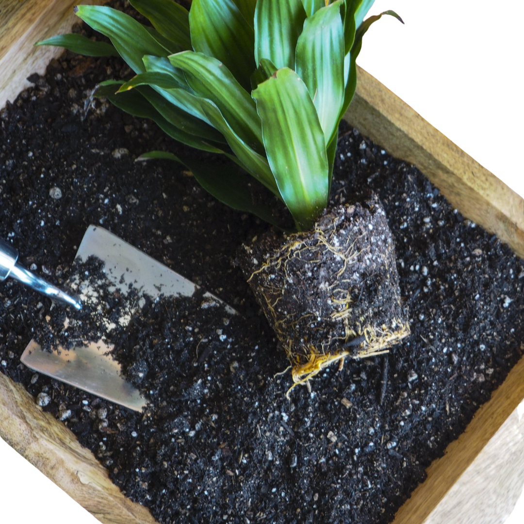 Indoor Plant Potting Soil - Puck
