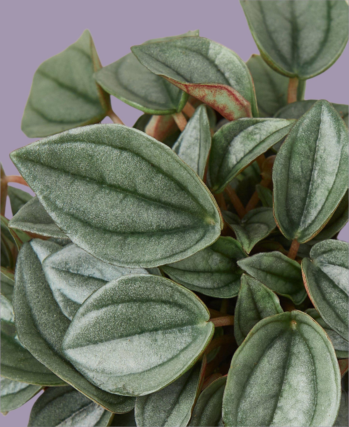 Peperomia 'Napoli Nights' - 4" Pot