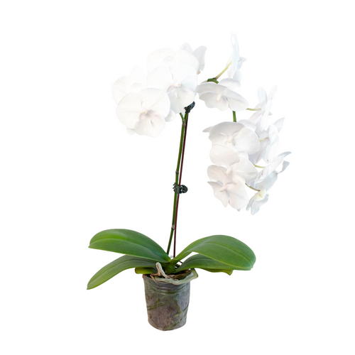 Flowering Plants