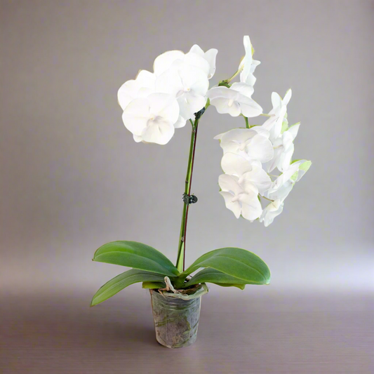 White Phalaenopsis Orchid - Classic Indoor Plant with Granny's Expert Care