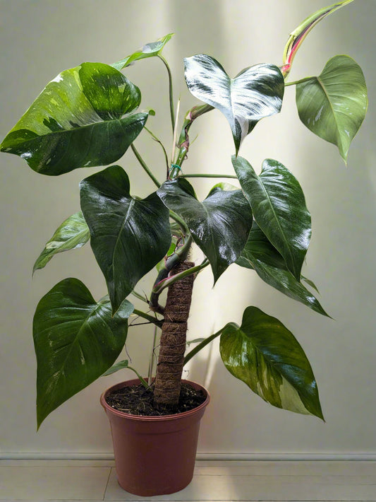 Philodendron 'White Princess'