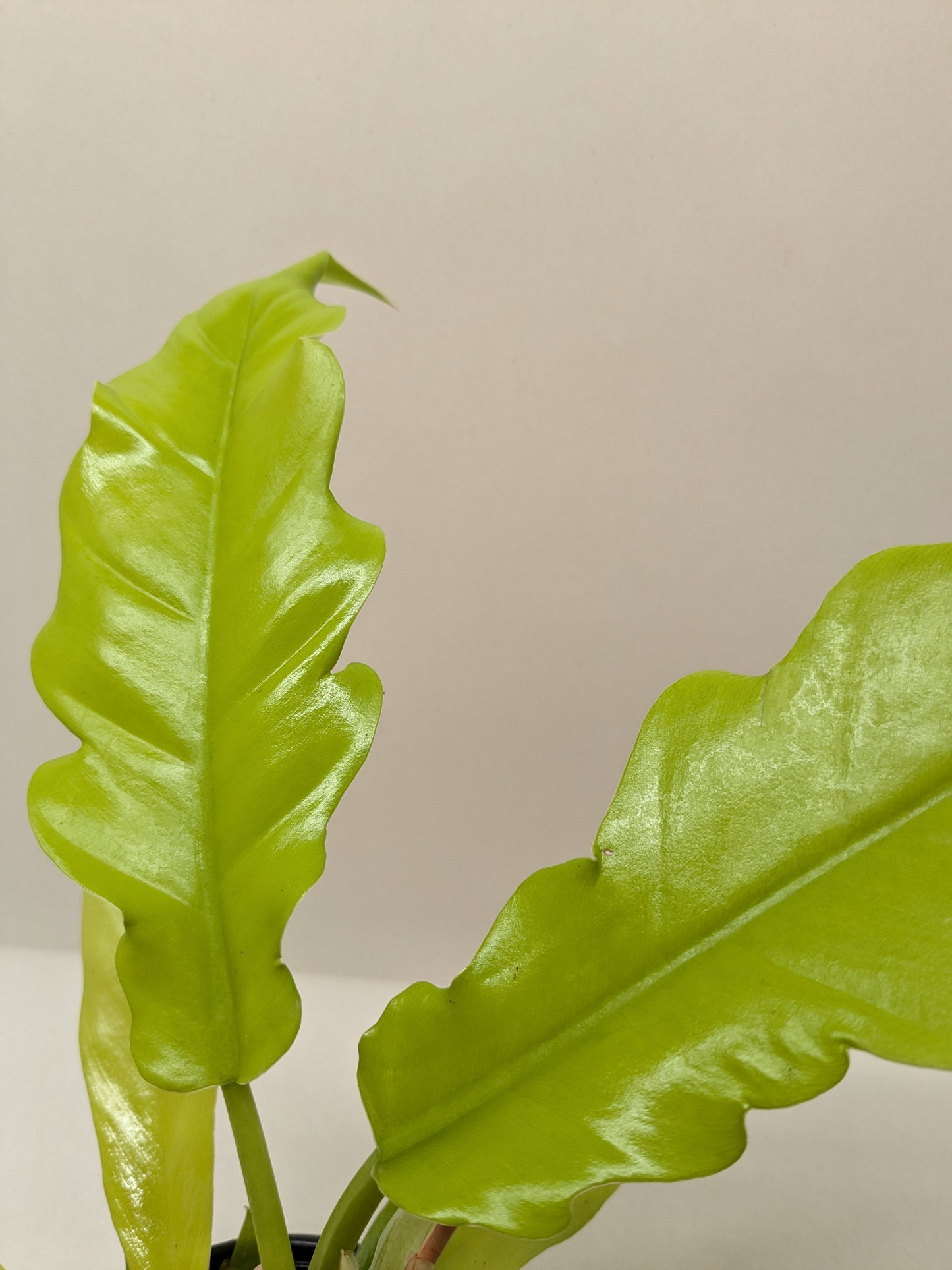 Philodendron 'Golden Crocodile'