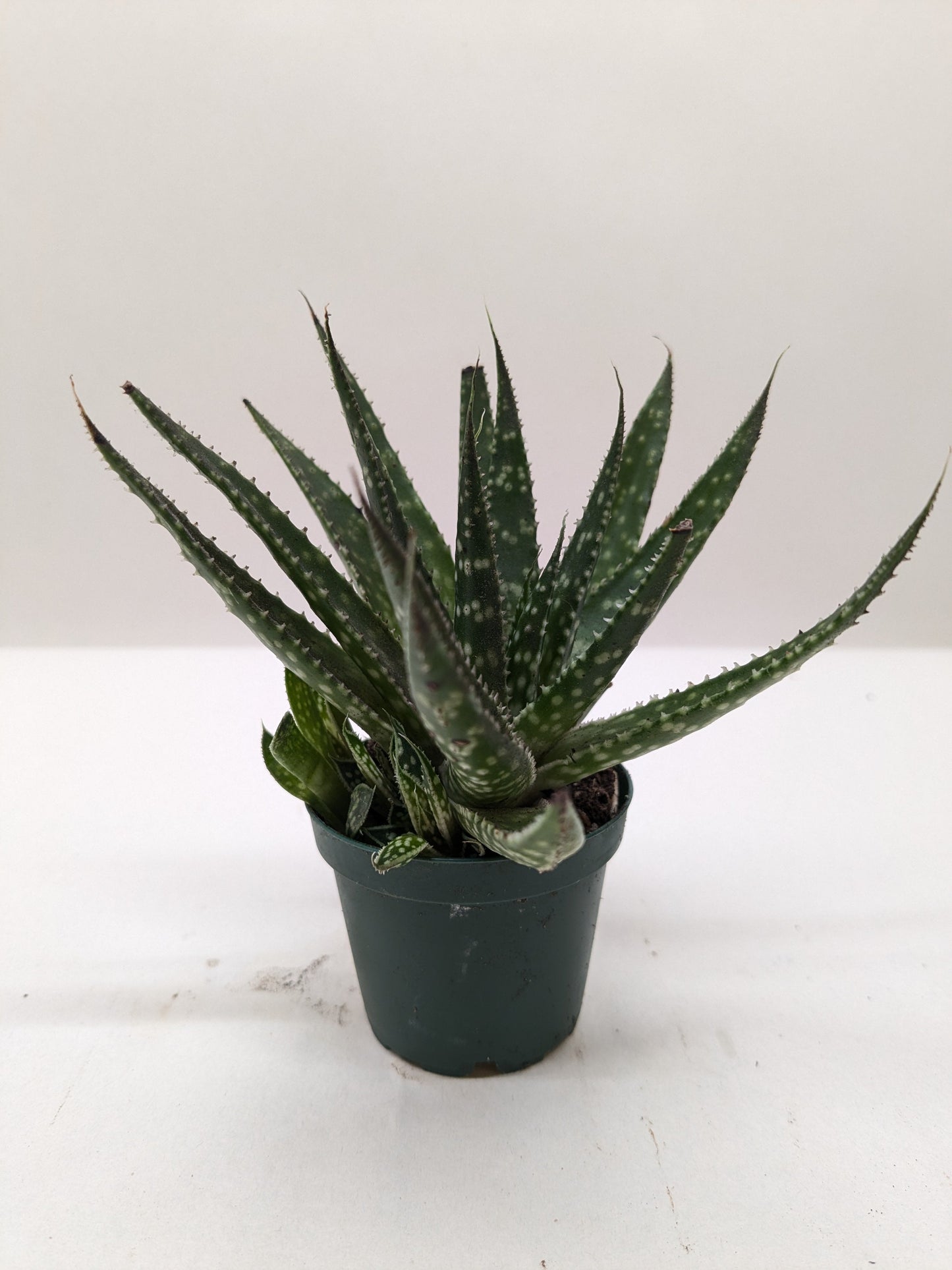 Succulent Haworthia Limifolia