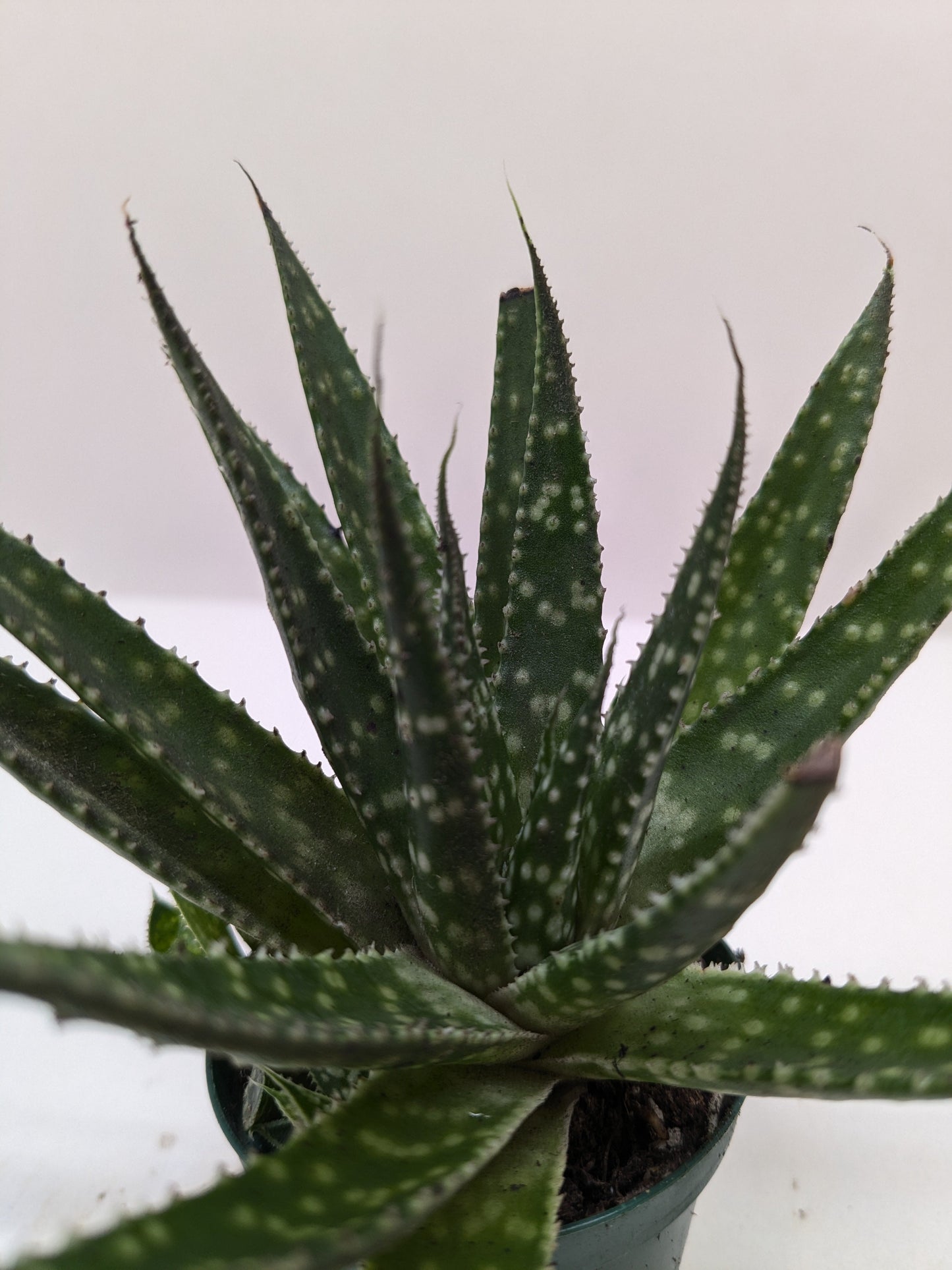 Succulent Haworthia Limifolia