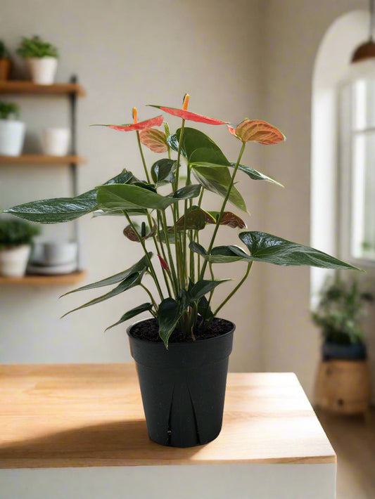 Orange Anthurium - Granny's Vibrant Tropical Beauty