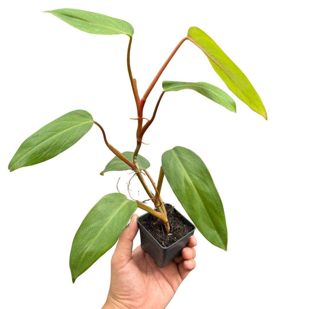Philodendron Red Emerald