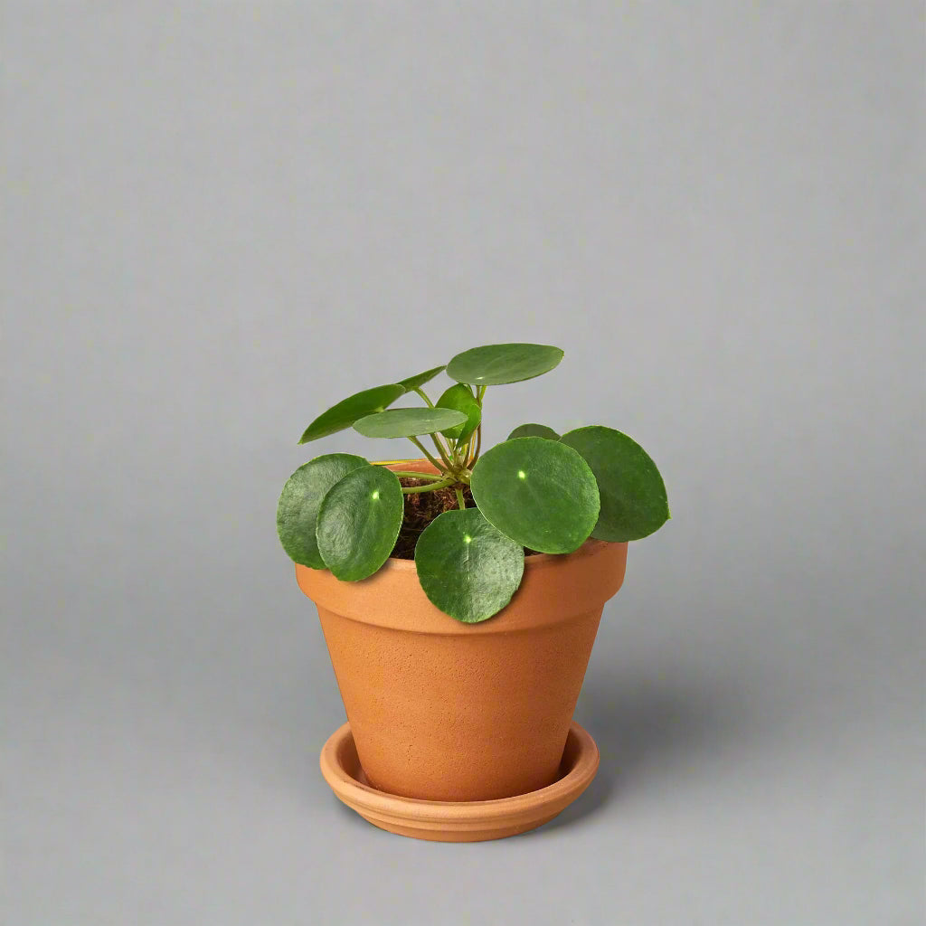 Pilea Peperomioides 'Chinese Money'