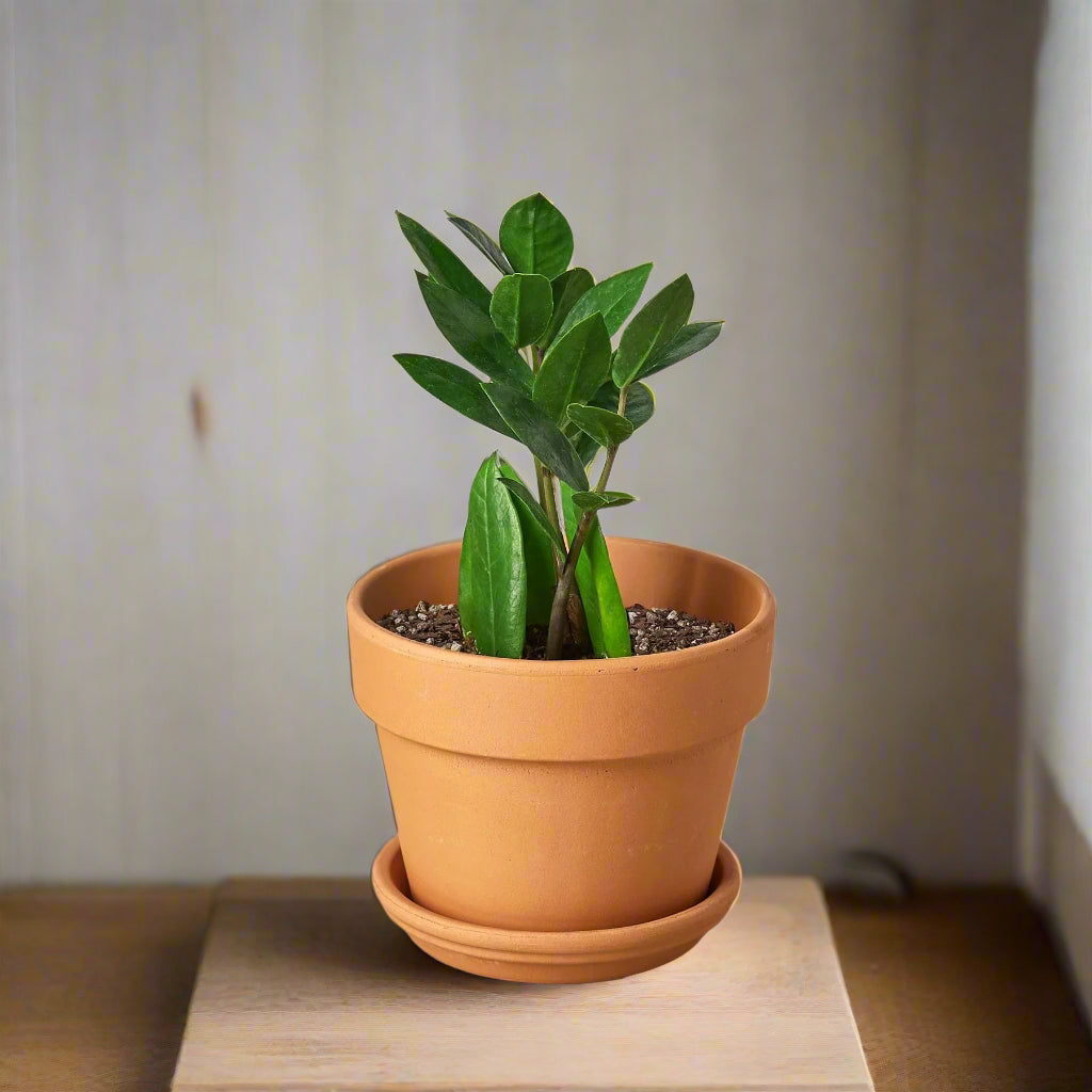 Zamioculcas Zamiifolia ZZ