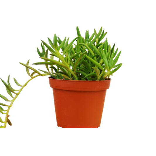 Senecio Succulent 'Fish Hooks'