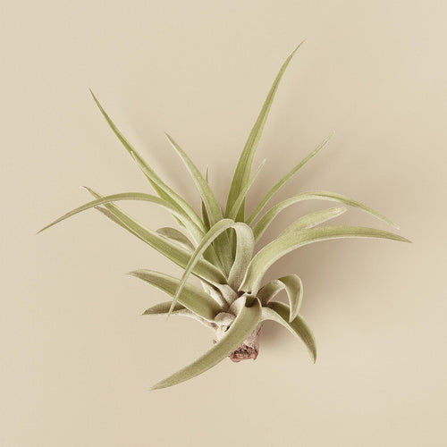 Air Plants