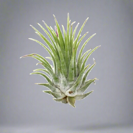 Tillandsia Air Plant Ionantha - 25 Pack