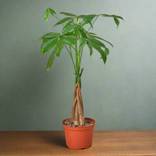 Money Tree 'Guiana Chestnut' Pachira Braid