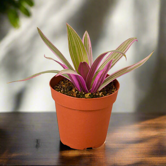 Oyster Plant 'Moses in the Cradle'