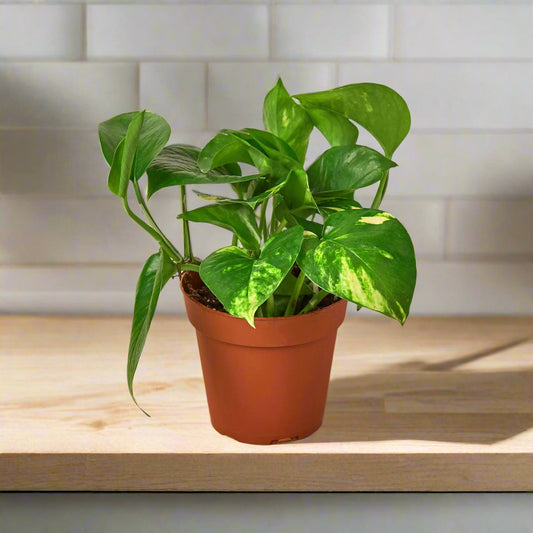 Pothos 'Golden'
