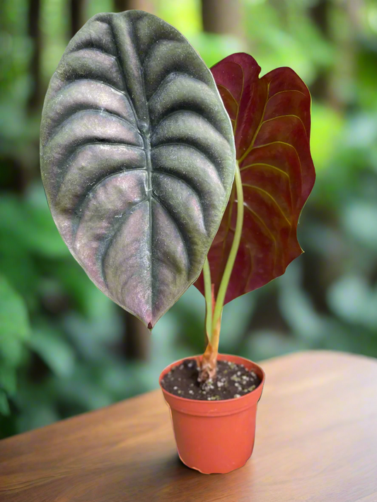 Alocasia 'Red Secret'