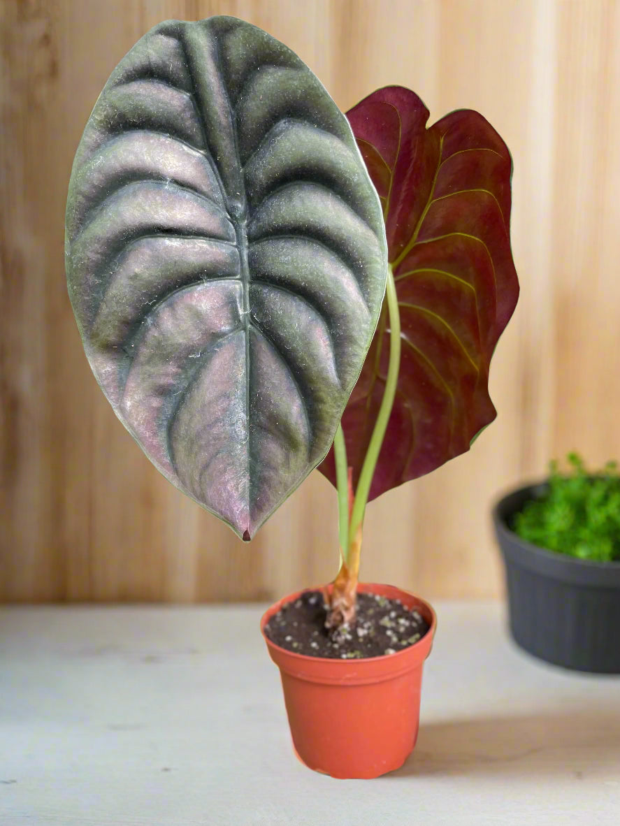 Alocasia 'Red Secret'