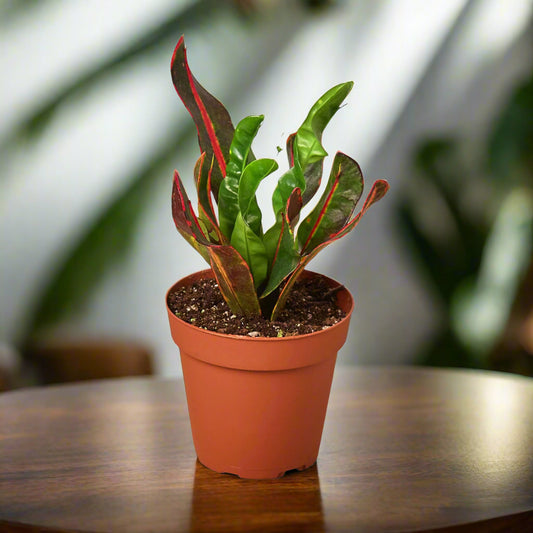 Croton 'Mammy'
