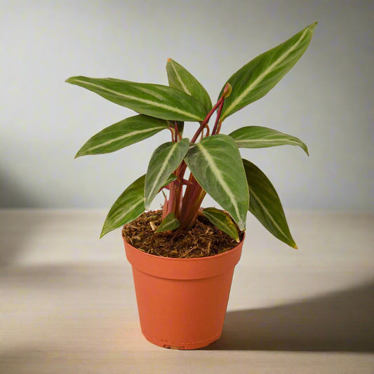Stromanthe Sanguinea