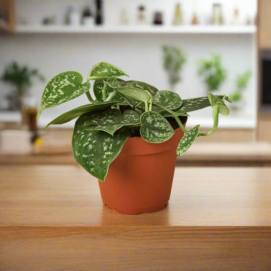 Pothos 'Satin'