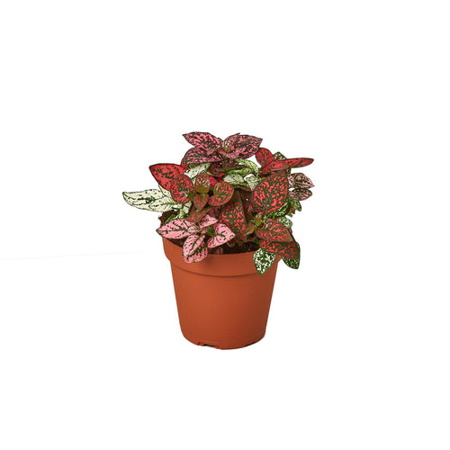 Foliage Plants