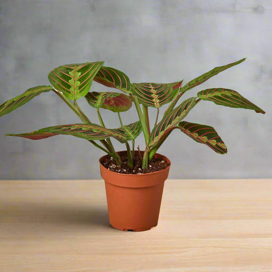 Maranta Red Prayer