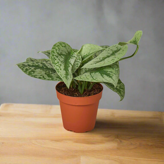 Pothos 'Silver Splash'