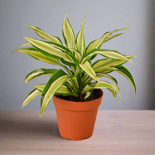 Dracaena 'Malaika'
