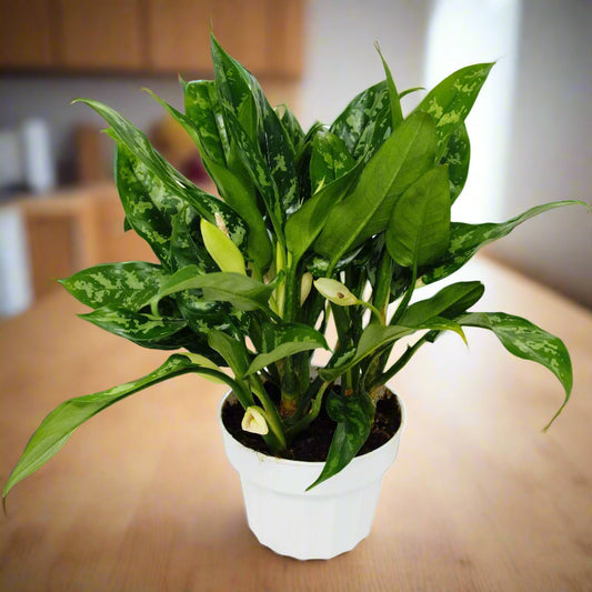 Chinese Evergreen 'Maria'
