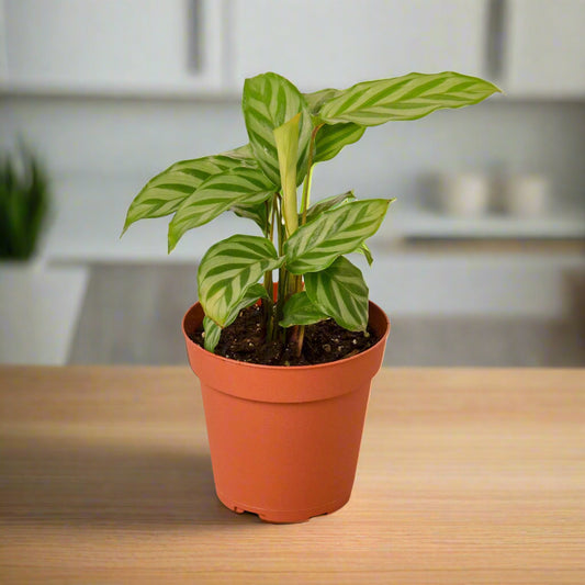 Calathea Concinna 'Freddie'