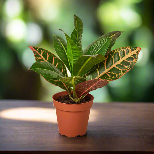 Croton Petra 'Joseph's Coat'